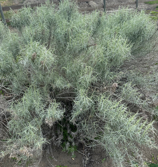 Ericameria nauseosa/ Rabbitbrush