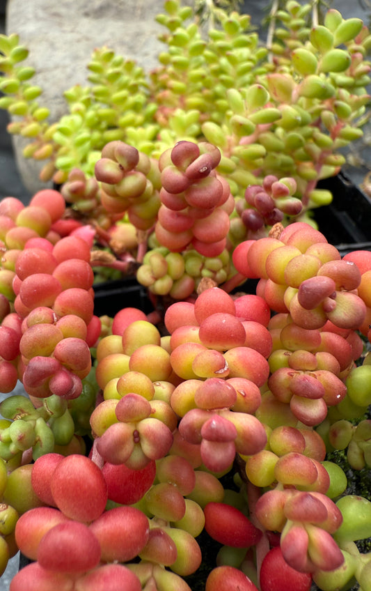 Sedum divergens/ Spreading Stonecrop