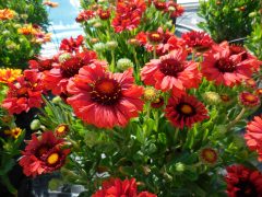Gaillardia x grandiflora ‘Sunset Celebration’/ Sunset™ Celebration Blanket Flower