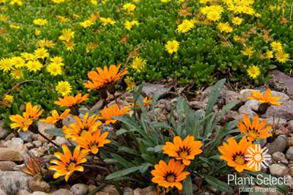 Orange flowers with green leaves on a rocky ground, featuring the Plant Select logo.