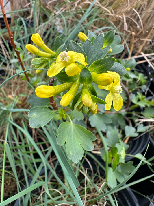 Ribes aureum/ Golden Currant
