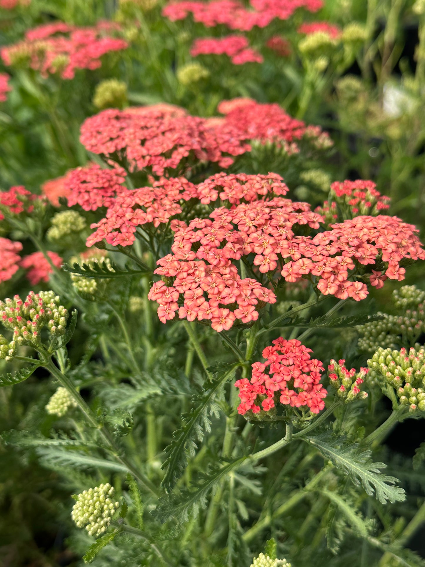 Achillea ‘Apricot Delight’
