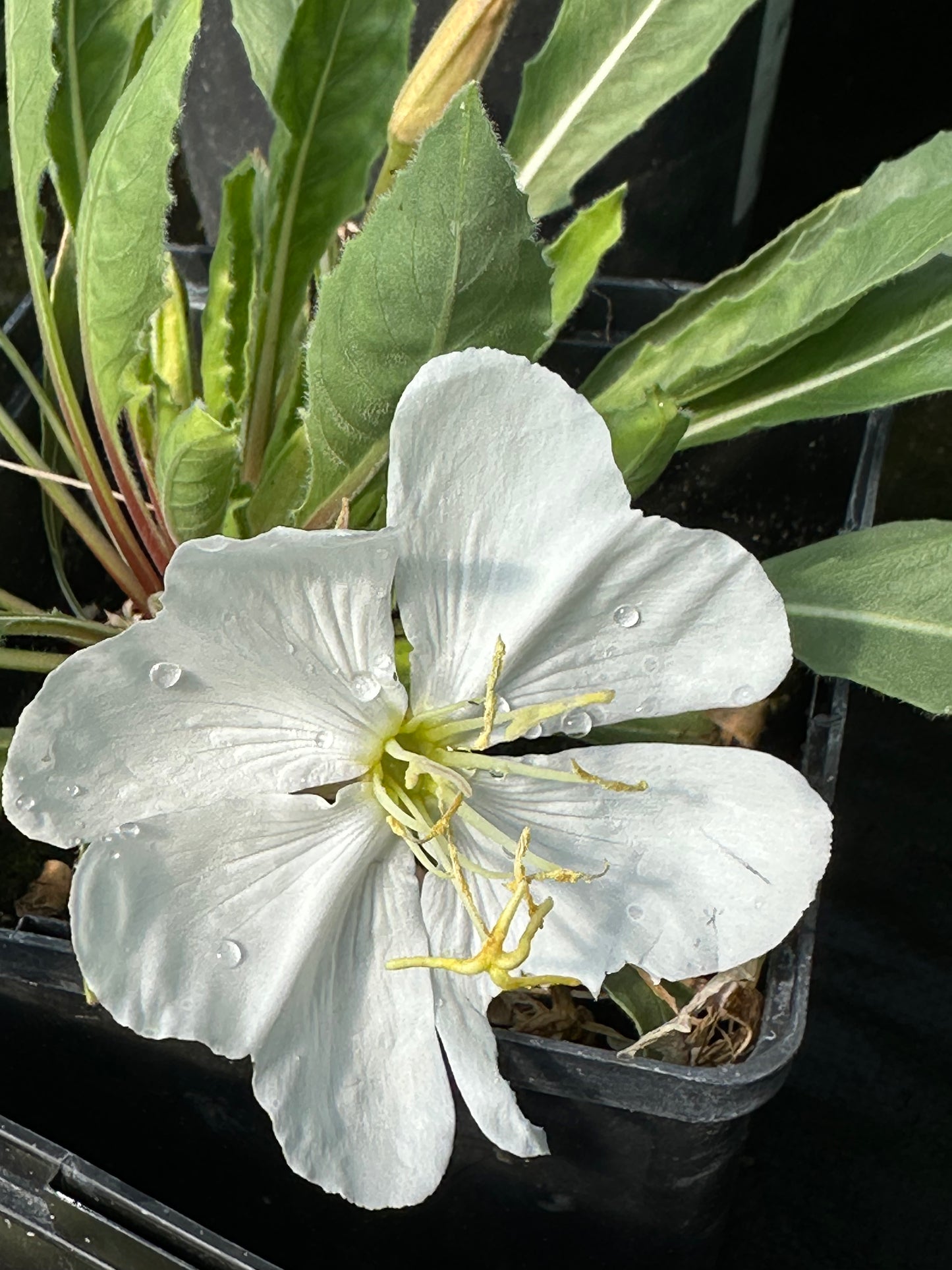 Oenothera caespitosa / Tufted White Evening Primrose