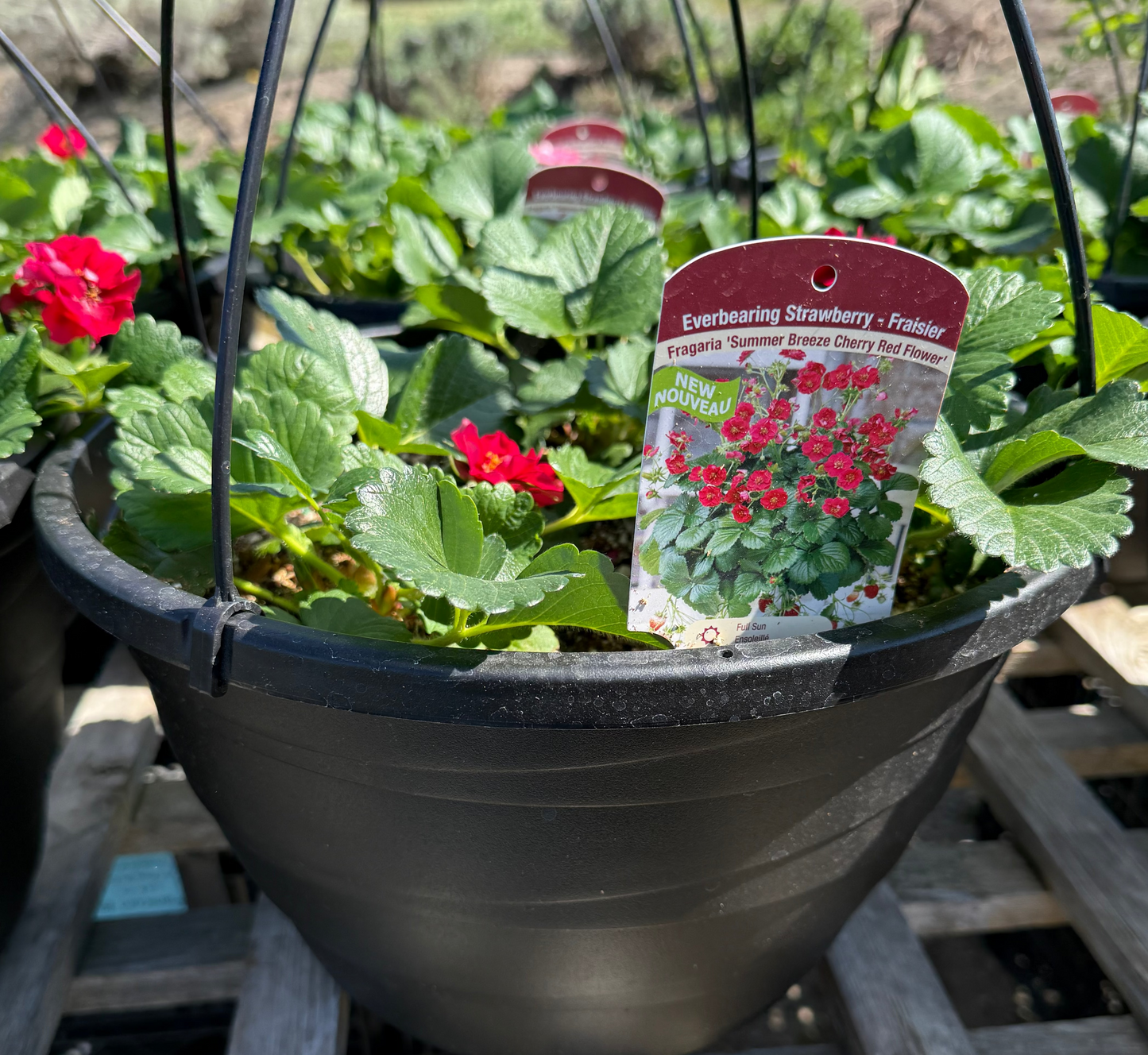 Fragaria x ananassa 'Summer Breeze Cherry Red/ Summer Breeze Cherry Red Strawberry