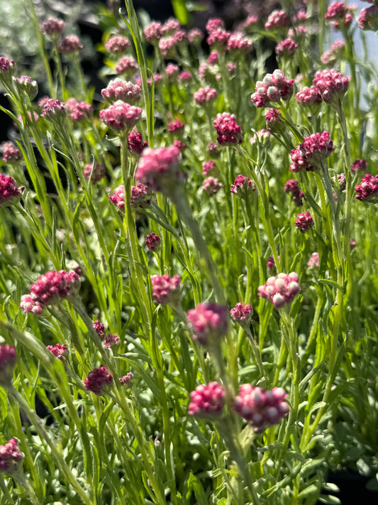 Antennaria rosea/ Rosy Pussytoes