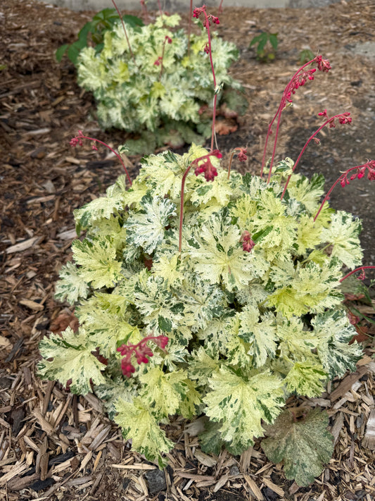 Heuchera sanguinea 'Snow Angel'/ Snow Angel Coral Bells