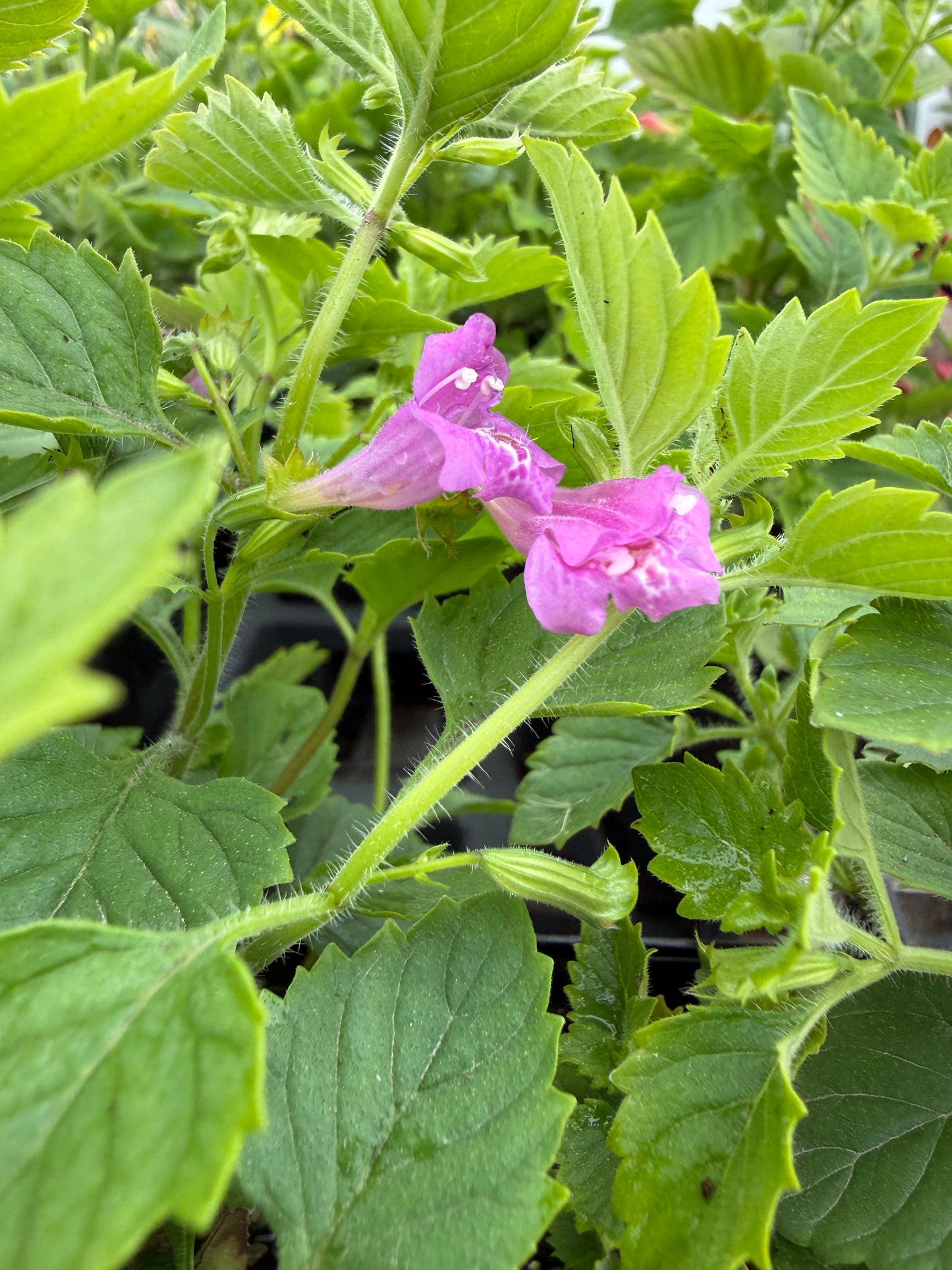 Calamintha grandiflora / Greater Catmint Elfin Purple