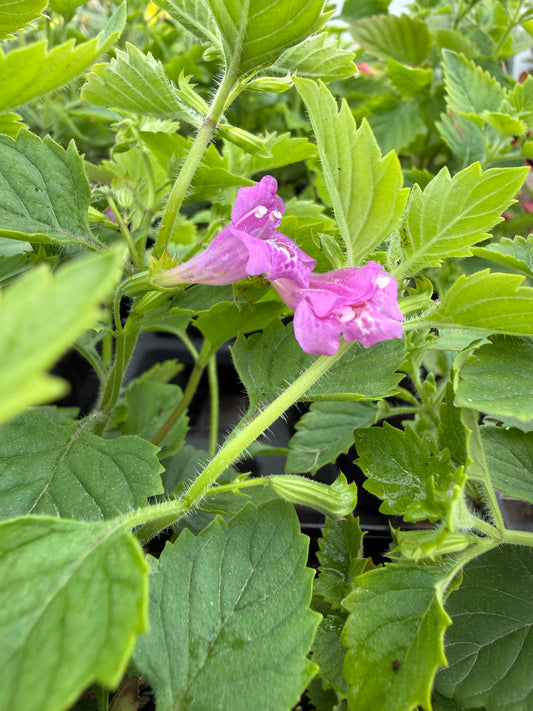 Calamintha grandiflora / Greater Catmint Elfin Purple