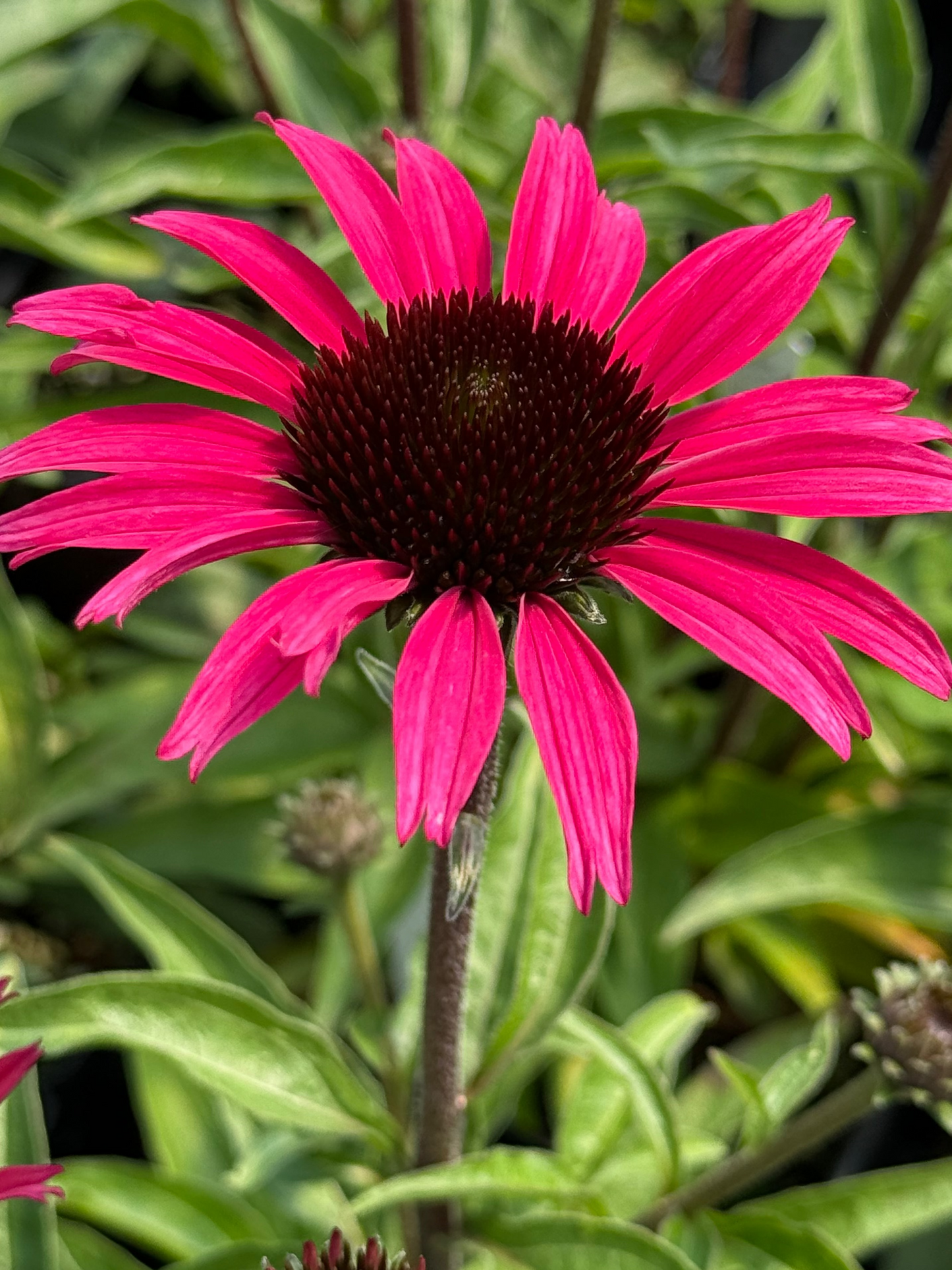 Echinacea hybrida 'Dark Shadows Wicked'/Coneflower