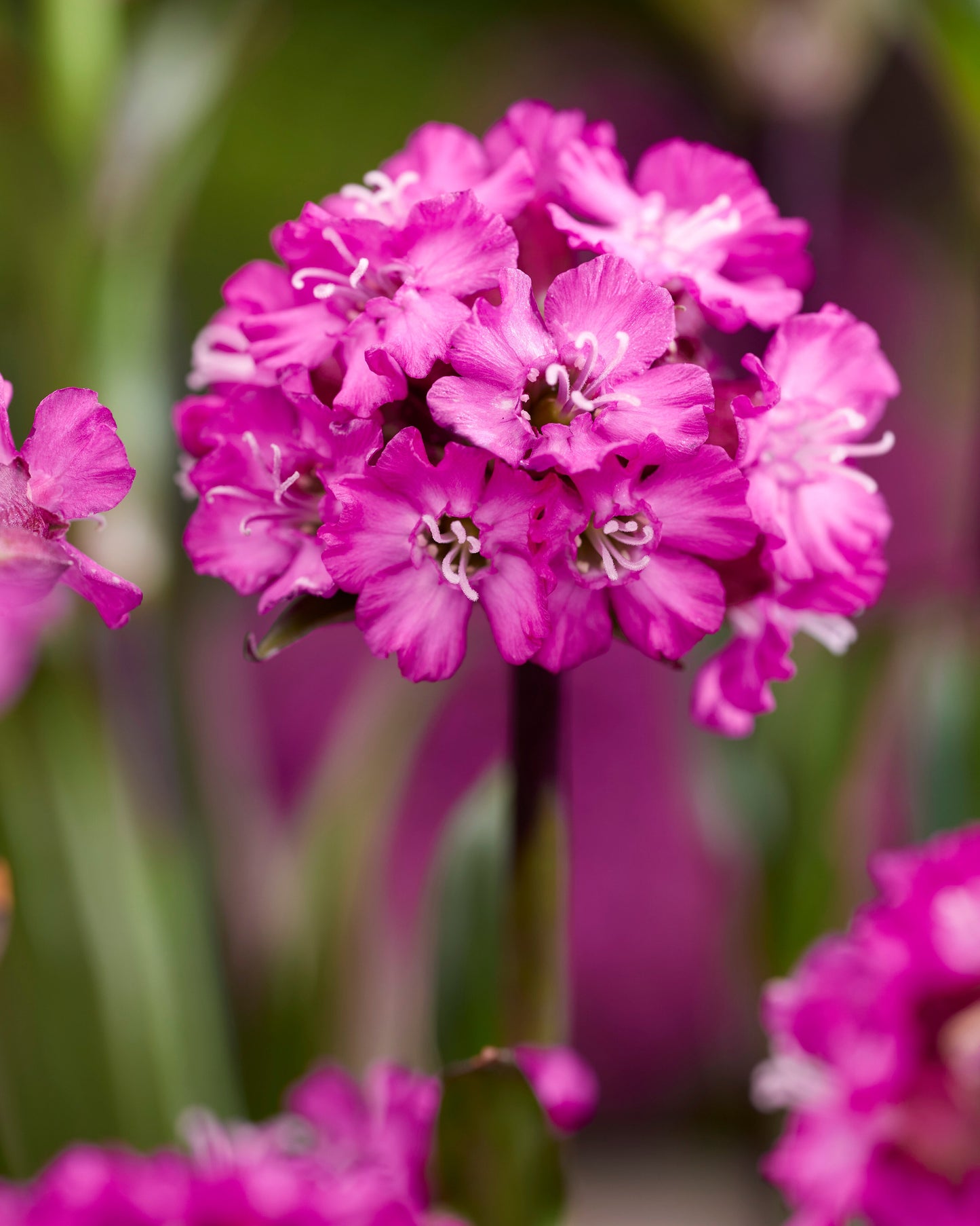 Lychnis viscaria 'Cherry Bubbles'/ Red Catchfly