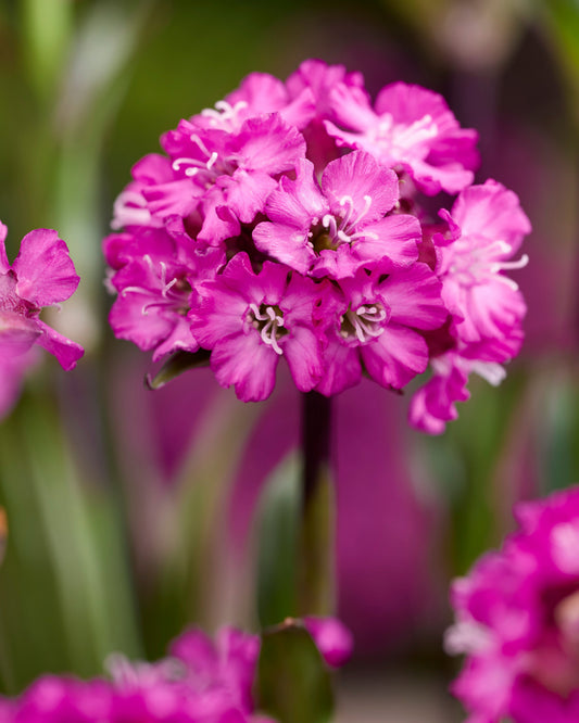 Lychnis viscaria 'Cherry Bubbles'/ Red Catchfly