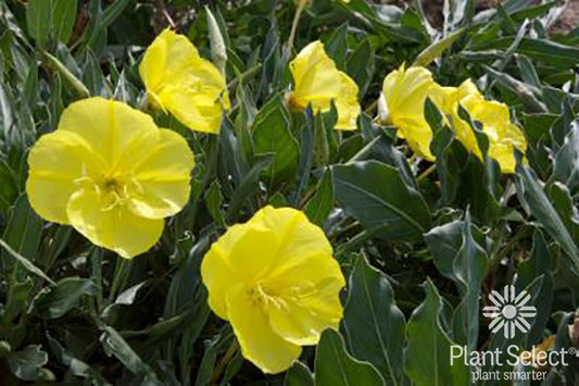 Oenothera macrocarpa subsp. incana/SILVER BLADE® Evening Primrose