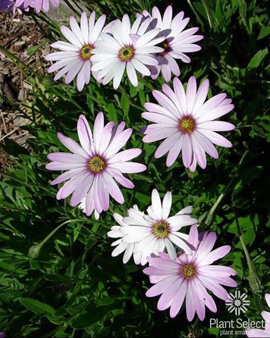 Osteospermum 'P006S'/LAVENDER MIST® Sun Daisy