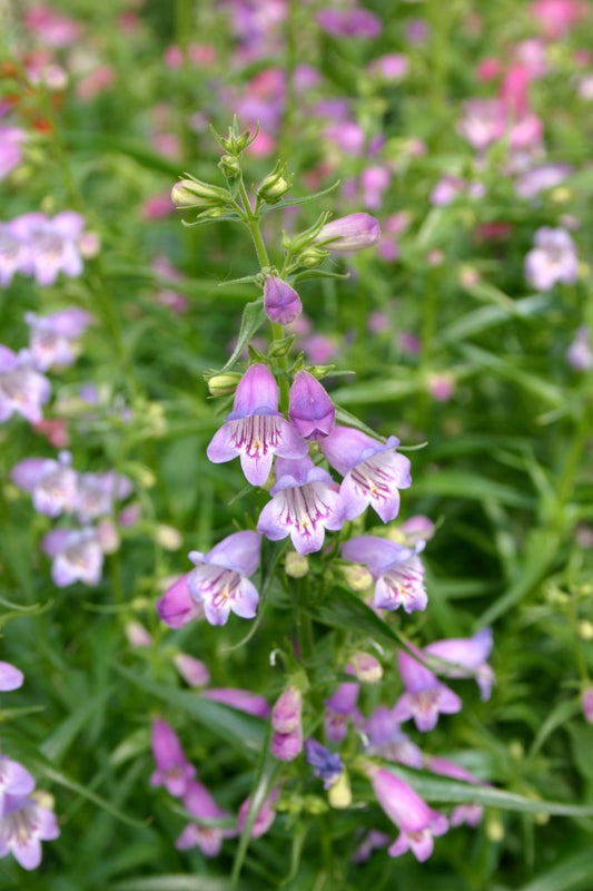 Penstemon 'Psmyers' /SHADOW MOUNTAIN® Penstemon