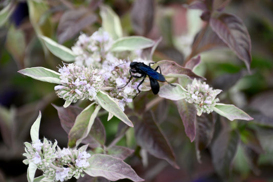 Pycnanthemum 'Smokey Mountain Mint'