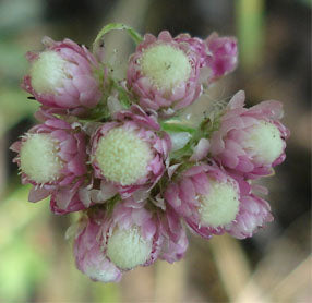 Antennaria rosea/ Rosy Pussytoes