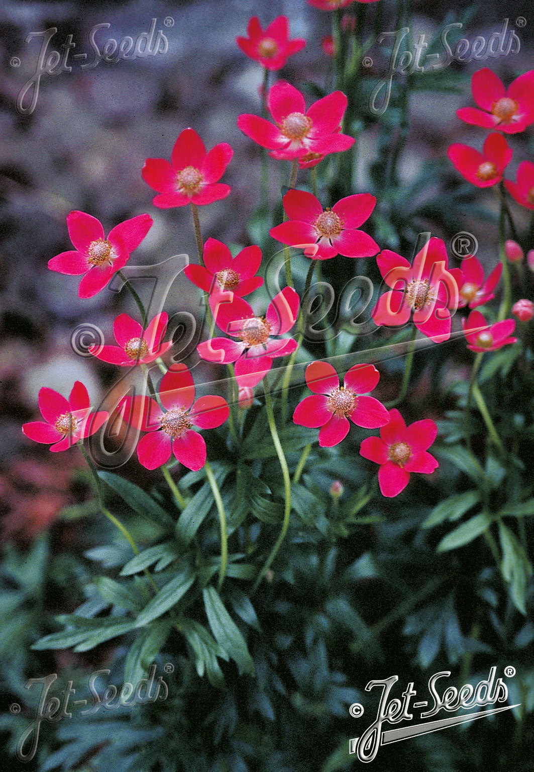 Anemone multifida 'Rubra'/ Red Cutleaf Anemone