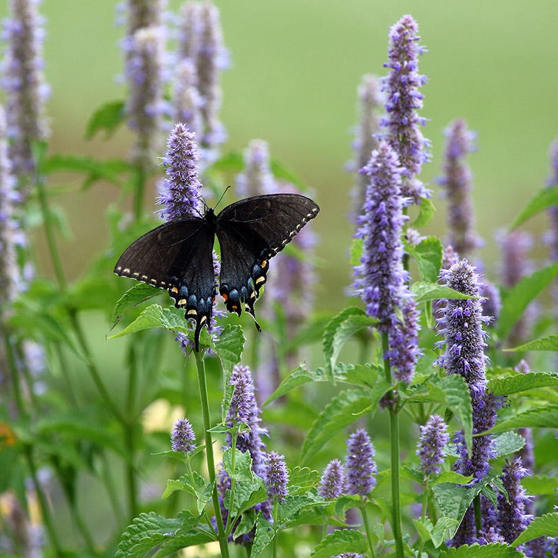 Agastache foeniculum/ Anise Hyssop