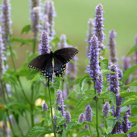 Agastache foeniculum/ Anise Hyssop