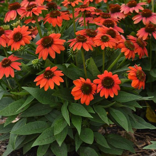 Echinacea Sombrero Poco™ Hot Coral ('Balsomcor' PP23097 US7,982,110)