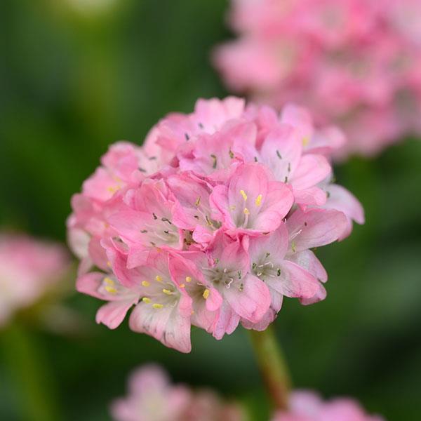 Armeria pseudarmeria Dreameria®Daydream /False Sea Thrift