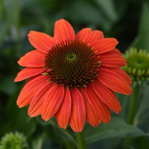 Echinacea Sombrero Poco™ Hot Coral ('Balsomcor' PP23097 US7,982,110)