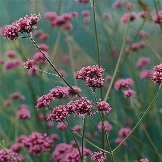 Verbena bonairiensis/ Verbena Buenos Aires