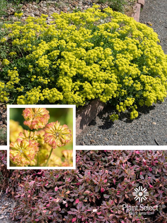 Eriogonum umbellatum var. aureum 'Psdowns'/KANNAH CREEK® Buckwheat