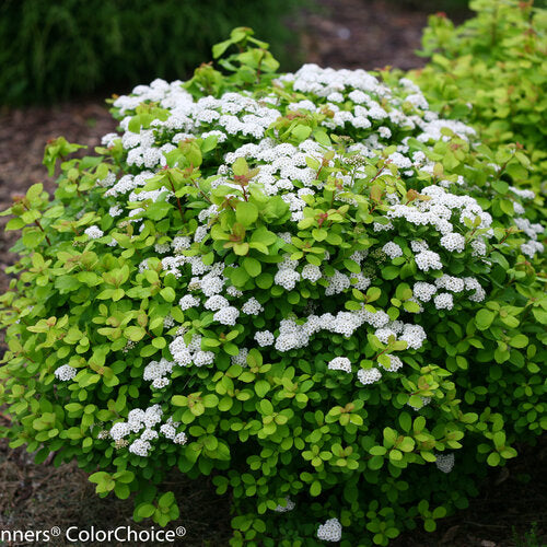 Spiraea betulifolia/Glow Girl® Birchleaf Spirea