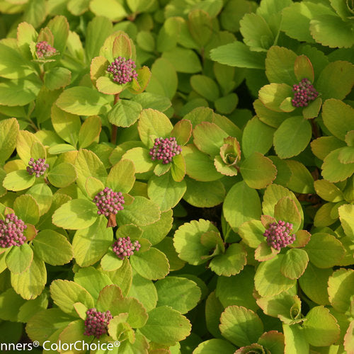Spiraea betulifolia/Glow Girl® Birchleaf Spirea