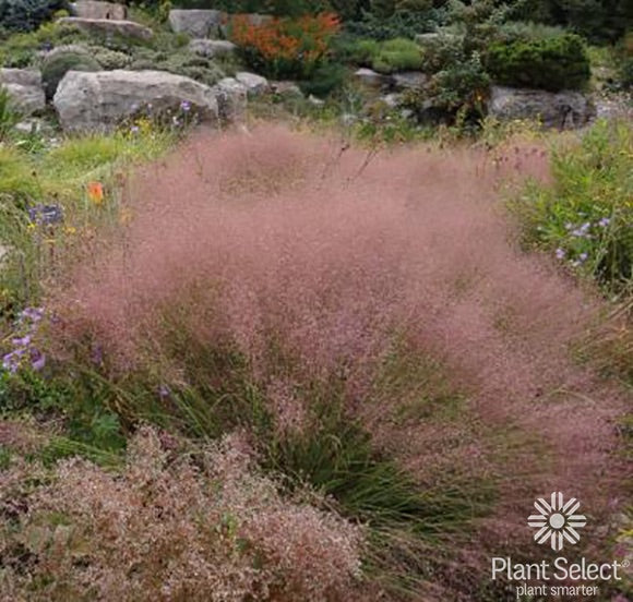 Muhlenbergia reverchonii 'PUND01S'/ Undaunted Ruby Muhly Grass
