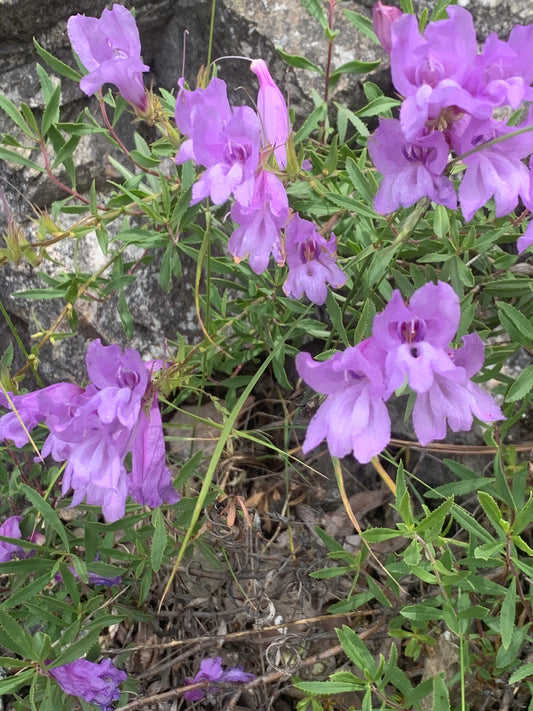 Penstemon fruiticosus