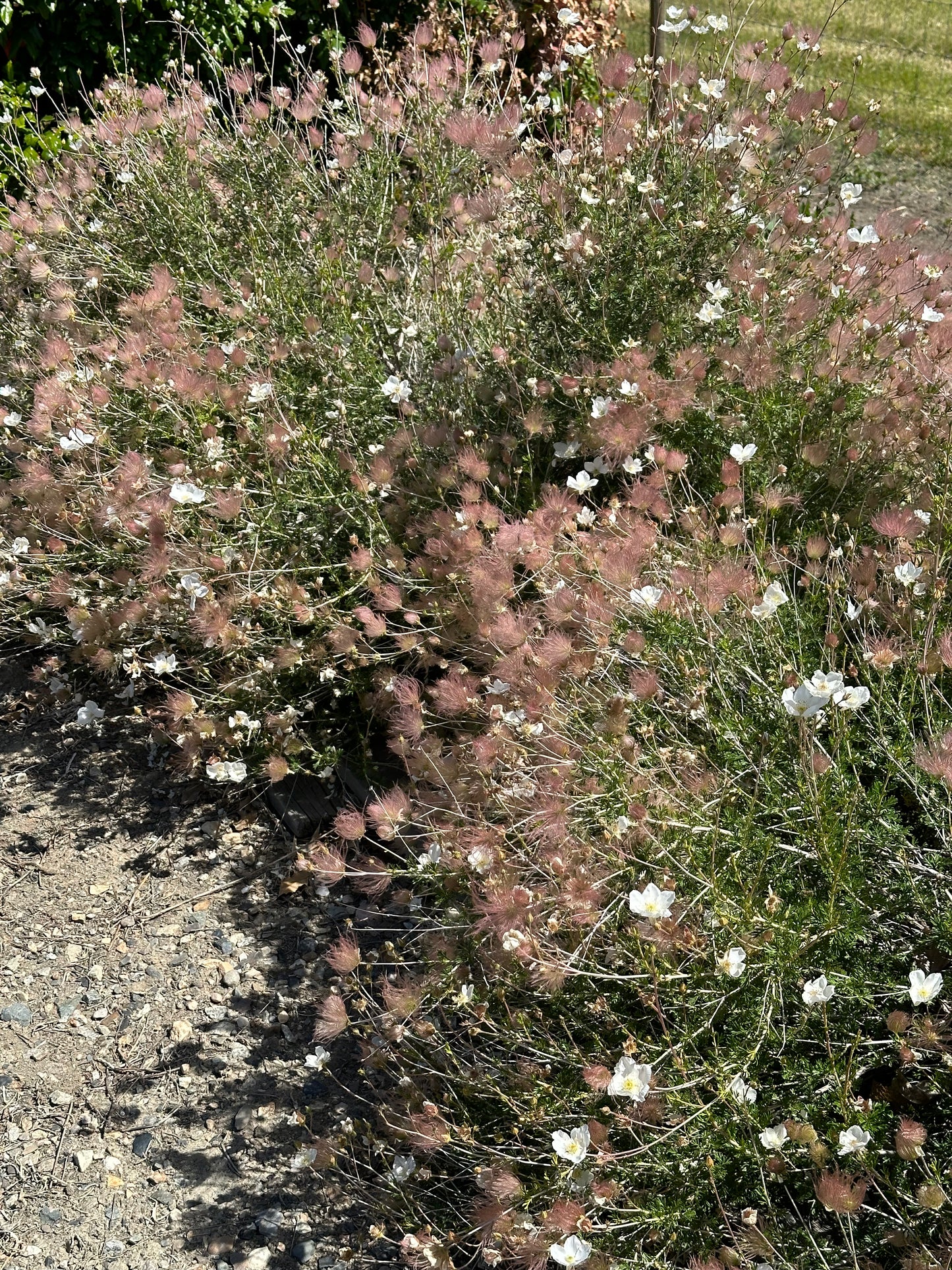 Fallugia paradoxa/ Apache Plume