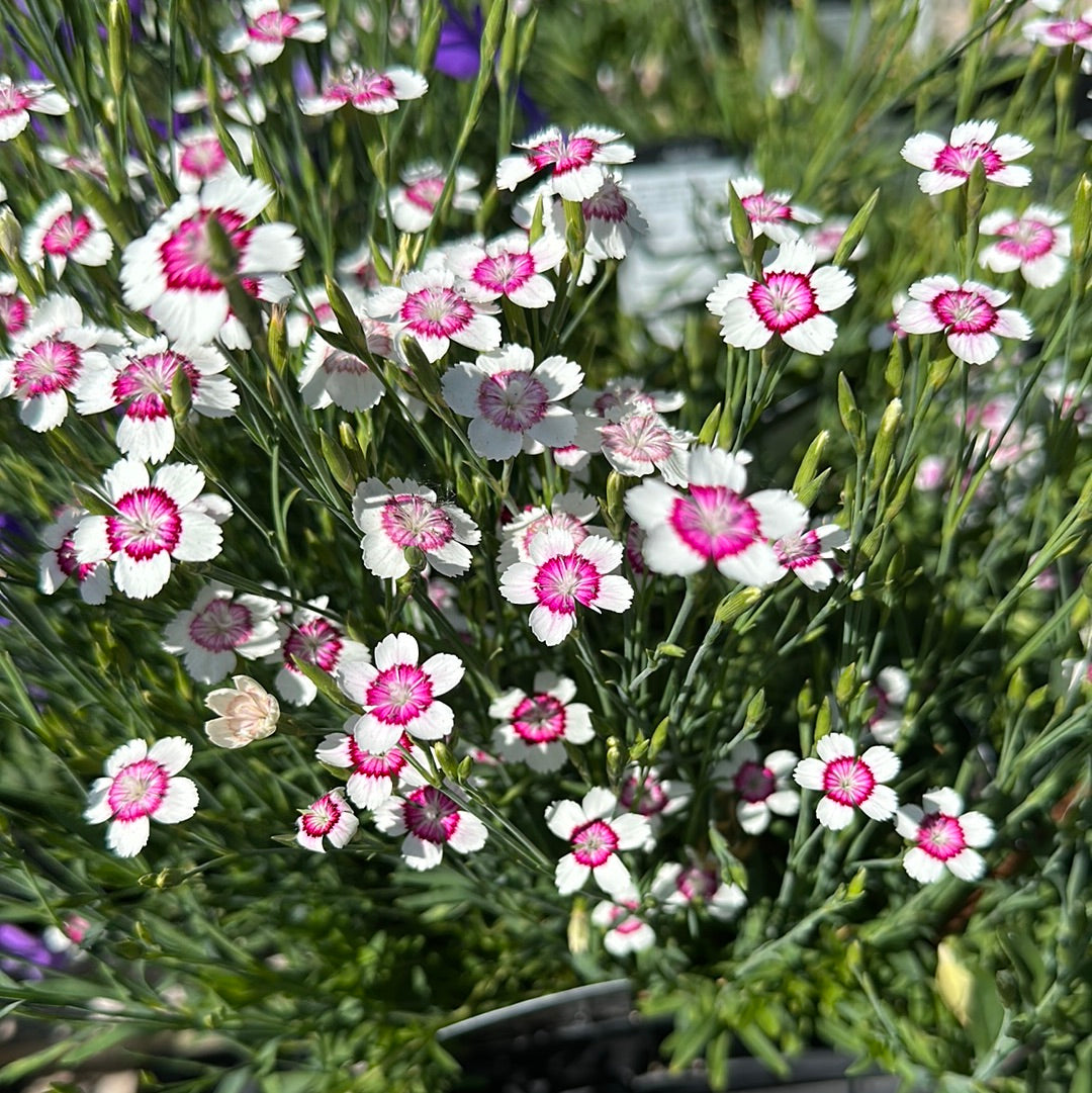 Dianthus deltoides 'Artic Fire'/ Maiden Pinks