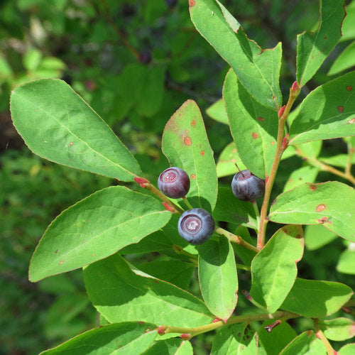 Vaccinium membranaceum/  Black Huckleberry