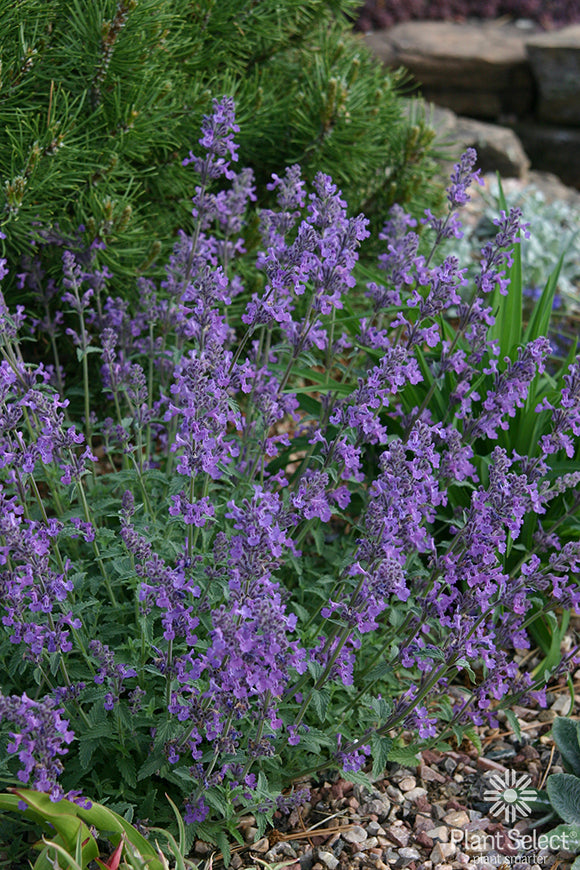 Nepeta ‘Psfike' PP 18,904/ LITTLE TRUDY® Catmint – Wild Bloom Nursery