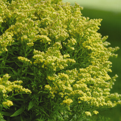 Solidago 'Little Lemon'/ Little Lemon Goldenrod