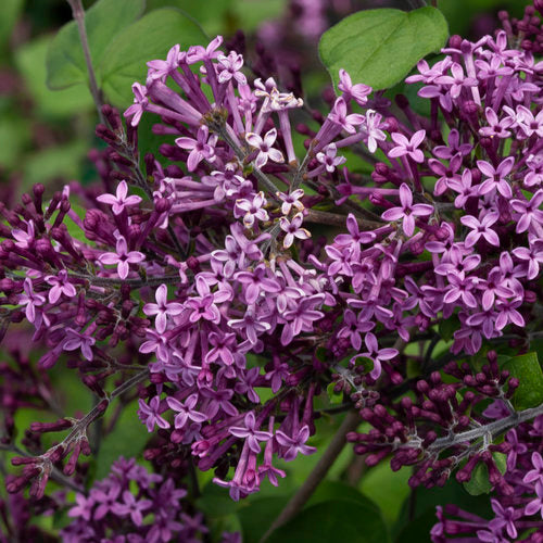 Syringa x / Bloomerang® Dark Purple Reblooming Lilac