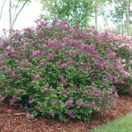 Syringa x / Bloomerang® Dark Purple Reblooming Lilac