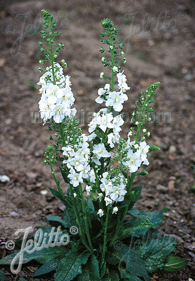 Verbascum phoeniceum 'Flush of White'/White Bride'