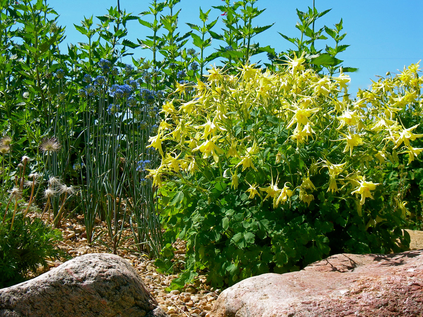 Aquilegia chrysantha 'Denver Gold' /Denver Gold Columbine