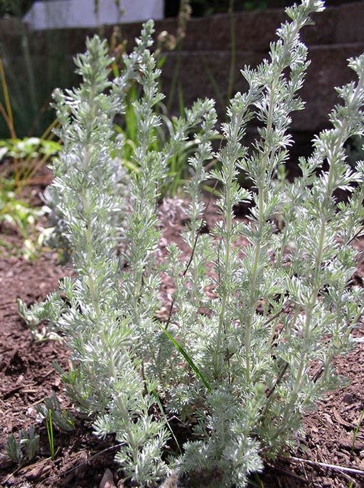Artemisia frigida/ Mountain Sage/ Pasture Sagebrush