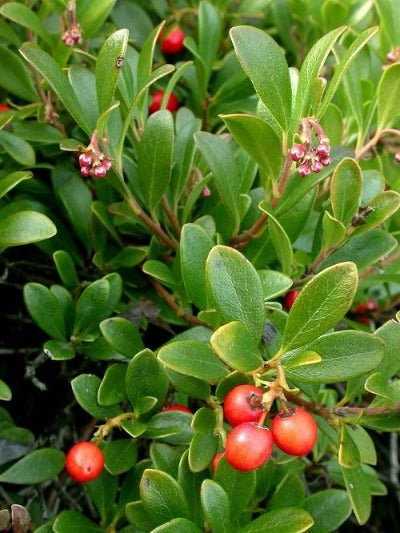 Arctostaphylos uva-ursi/ Kinninnick/ Bearberry