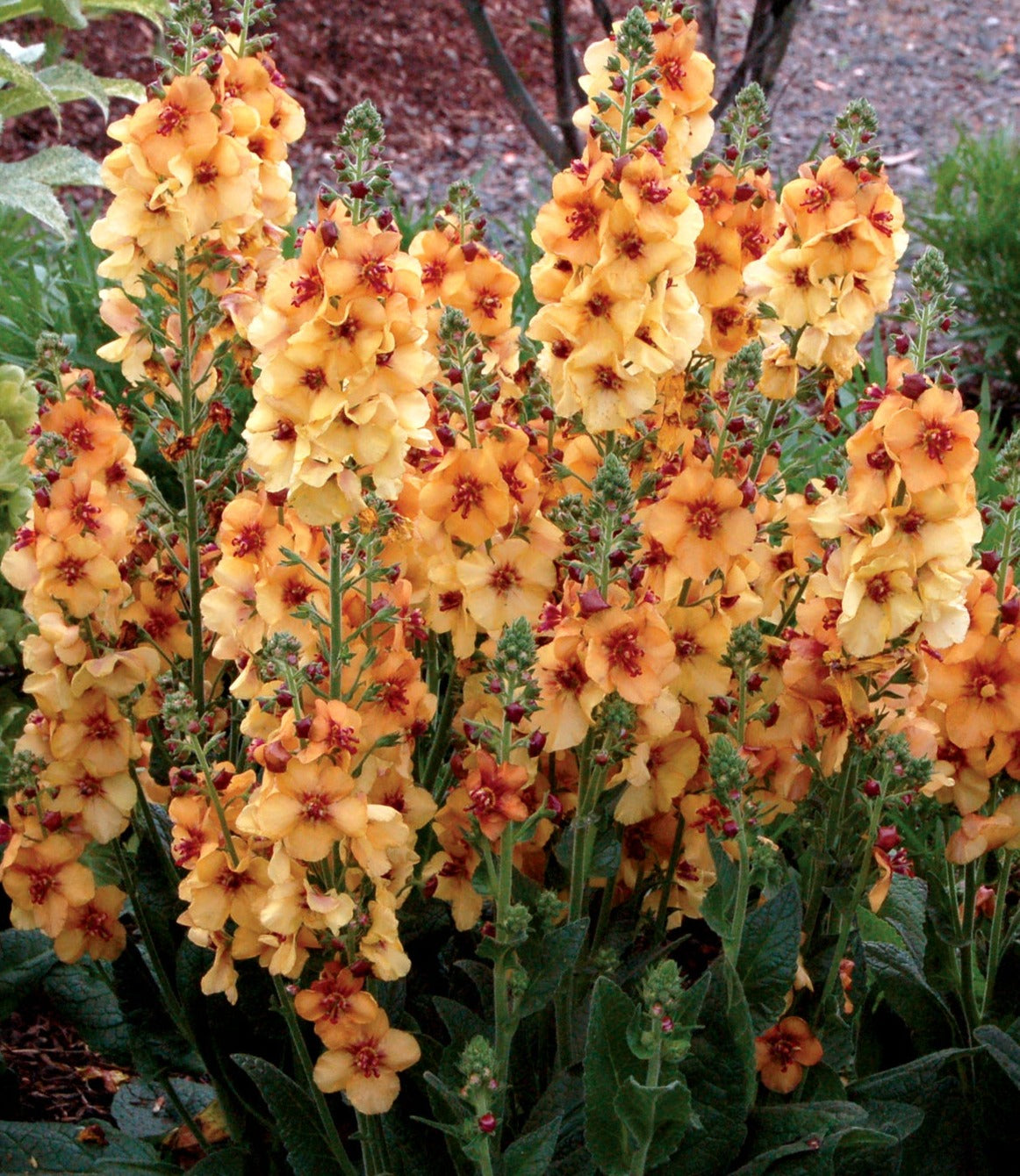 Photo(s) courtesy of TERRA NOVA® Nurseries, Inc. www.terranovanurseries.com