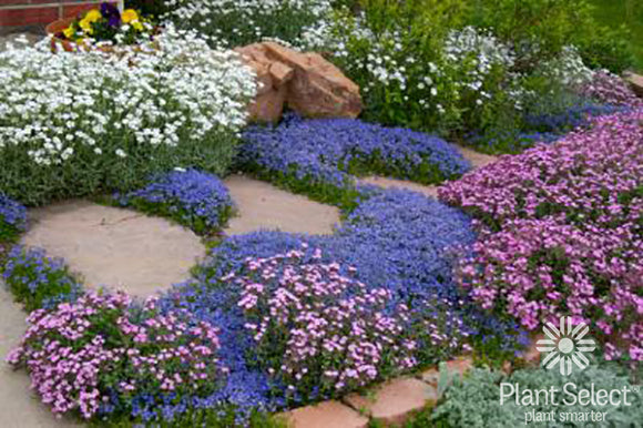 Turkish Speedwell Ground Cover Veronica Umbrosa 'Georgia Blue'
