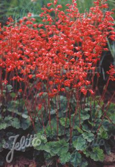 Heuchera sanguineum 'Firefly'/Firefly Coral Bells