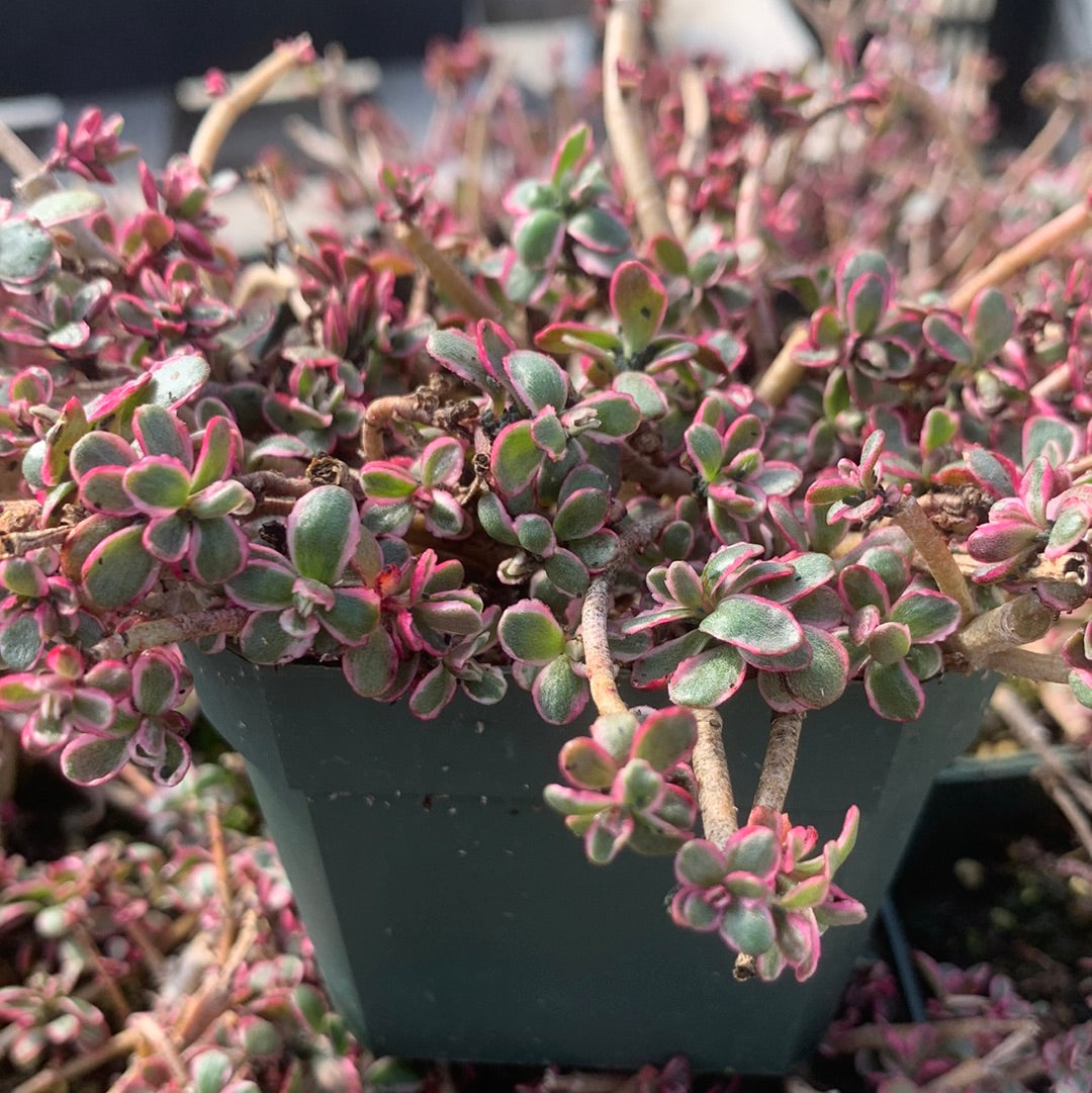 Tricolor Stonecrop/Sedum spurium ‘Tricolor’