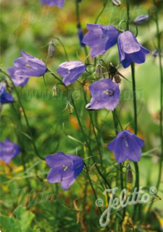 Campanula rotundifolia 'Thumbell Blue'/ Blue Bellflower
