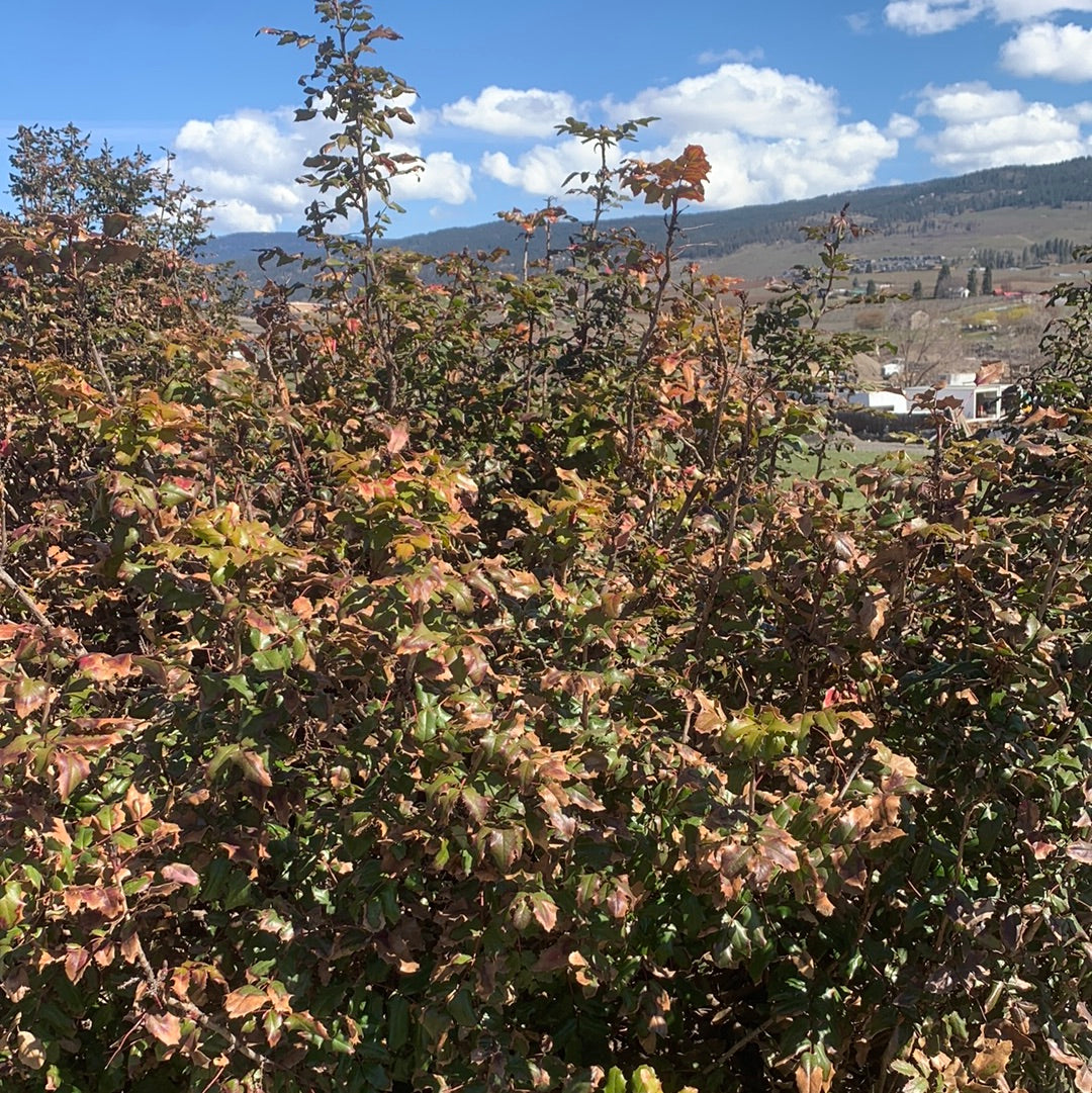 Mahonia aquifolium/ Oregon Grape