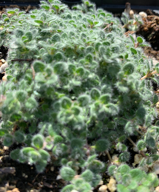 Thymus pseudolanuginosus/ Wooly Thyme